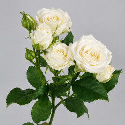 Белая кустовая роза Жозефина